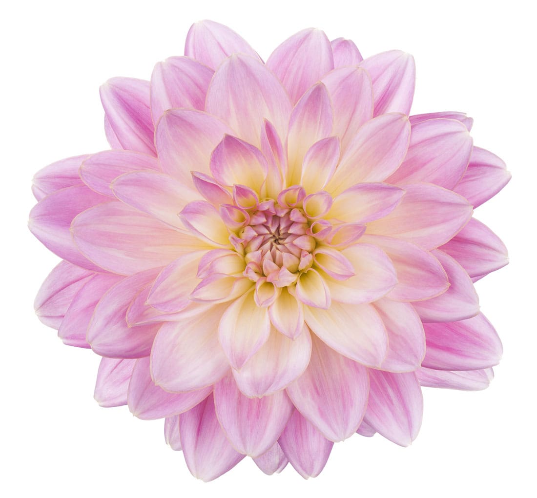 Dahlia, Light Pink - Jacksonville Flower Market
