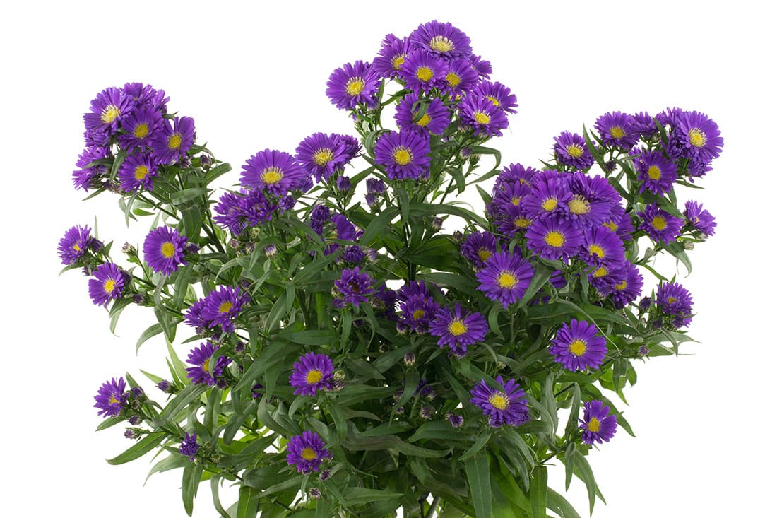 Monte Casino, Purple - Jacksonville Flower Market