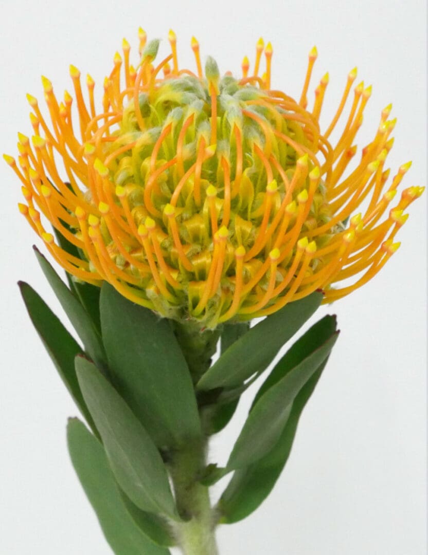 Pincushion, Orange Jacksonville Flower Market