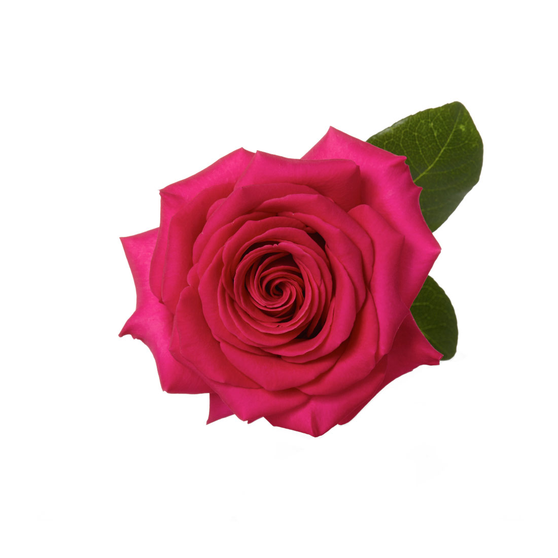 Rose, Hot Pink Pink Floyd - Jacksonville Flower Market