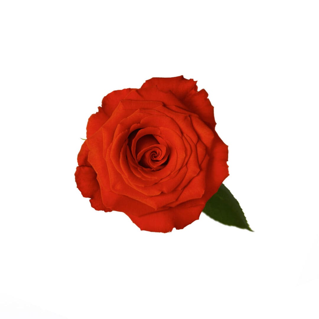 Rose, Orange Nina - Jacksonville Flower Market