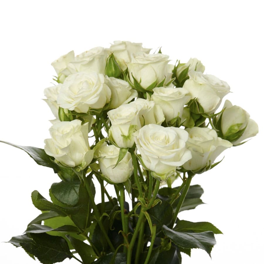 White Garden Spray Roses White Spray Rose Varieties at Guadalupe Blauser blog