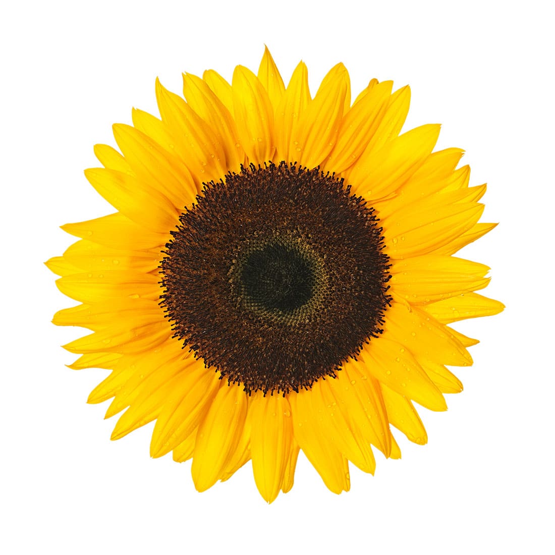 Free Free 100 Realistic High Resolution Sunflower Svg SVG PNG EPS DXF File